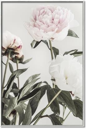 Picture of Romantic Blur Peony V