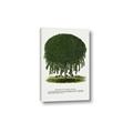 Picture of Kilmarnock Weeping Willow Tree Lithograph _GroupedProduct_Rectangle_Portrait_Canvas_