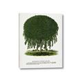 Picture of Kilmarnock Weeping Willow Tree Lithograph _GroupedProduct_Rectangle_Portrait_Canvas_