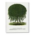 Picture of Kilmarnock Weeping Willow Tree Lithograph _GroupedProduct_Rectangle_Portrait_Canvas_