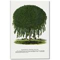 Picture of Kilmarnock Weeping Willow Tree Lithograph _GroupedProduct_Rectangle_Portrait_Canvas_
