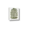Picture of Hardy Magnolia Tree Lithograph _GroupedProduct_Rectangle_Portrait_Canvas_