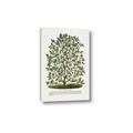 Picture of Hardy Magnolia Tree Lithograph _GroupedProduct_Rectangle_Portrait_Canvas_