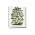 Picture of Hardy Magnolia Tree Lithograph _GroupedProduct_Rectangle_Portrait_Canvas_