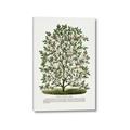 Picture of Hardy Magnolia Tree Lithograph _GroupedProduct_Rectangle_Portrait_Canvas_