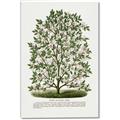 Picture of Hardy Magnolia Tree Lithograph _GroupedProduct_Rectangle_Portrait_Canvas_