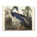 Picture of Vintage Heron Bird _GroupedProduct_Rectangle_Landscape_Canvas_
