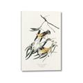 Picture of Two Yellow Warbler Birds _GroupedProduct_Rectangle_Portrait_Canvas_