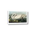 Picture of Vintage Floating White Swan _GroupedProduct_Rectangle_Landscape_Canvas_