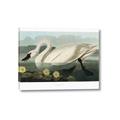 Picture of Vintage Floating White Swan _GroupedProduct_Rectangle_Landscape_Canvas_