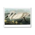 Picture of Vintage Floating White Swan _GroupedProduct_Rectangle_Landscape_Canvas_