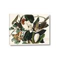 Picture of Black Billed Cuckoo Bird _GroupedProduct_Rectangle_Landscape_Canvas_