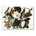 Picture of Black Billed Cuckoo Bird _GroupedProduct_Rectangle_Landscape_Canvas_