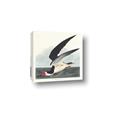 Picture of Black Skimmer From Birds of America (1827) _GroupedProduct_Square_Canvas_