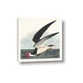 Picture of Black Skimmer From Birds of America (1827) _GroupedProduct_Square_Canvas_