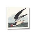 Picture of Black Skimmer From Birds of America (1827) _GroupedProduct_Square_Canvas_