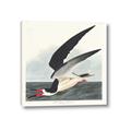 Picture of Black Skimmer From Birds of America (1827) _GroupedProduct_Square_Canvas_