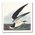 Picture of Black Skimmer From Birds of America (1827) _GroupedProduct_Square_Canvas_