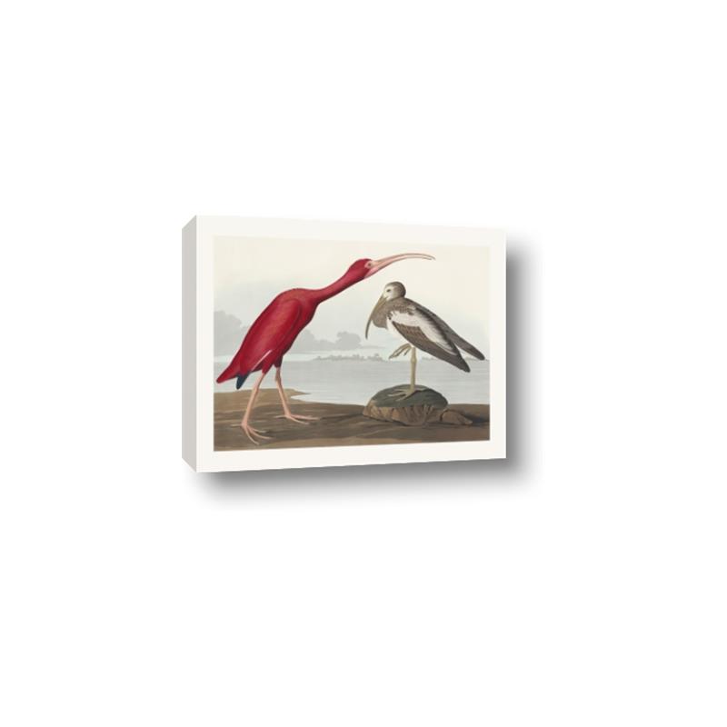 Picture of Vintage Scarlet Ibis Bird _GroupedProduct_Rectangle_Landscape_Canvas_