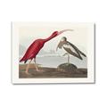 Picture of Vintage Scarlet Ibis Bird _GroupedProduct_Rectangle_Landscape_Canvas_