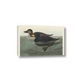 Picture of Vintage Scoter Duck _GroupedProduct_Rectangle_Landscape_Canvas_