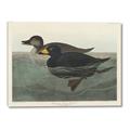 Picture of Vintage Scoter Duck _GroupedProduct_Rectangle_Landscape_Canvas_