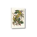 Picture of Vintage Carolina Parrot _GroupedProduct_Rectangle_Portrait_Canvas_