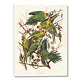 Picture of Vintage Carolina Parrot _GroupedProduct_Rectangle_Portrait_Canvas_