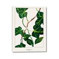 Picture of Nostalgic Green Murgrona Leaves _GroupedProduct_Rectangle_Portrait_Canvas_