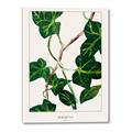 Picture of Nostalgic Green Murgrona Leaves _GroupedProduct_Rectangle_Portrait_Canvas_