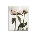 Picture of Romantic Blur Peony IV _GroupedProduct_Rectangle_Portrait_Photography _GroupedProduct_Rectangle_Portrait_Canvas_