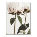 Picture of Romantic Blur Peony IV _GroupedProduct_Rectangle_Portrait_Photography _GroupedProduct_Rectangle_Portrait_Canvas_