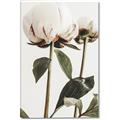 Picture of Romantic Blur Peony IV _GroupedProduct_Rectangle_Portrait_Photography _GroupedProduct_Rectangle_Portrait_Canvas_