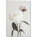 Picture of Romantic Blur Peony III _GroupedProduct_Rectangle_Portrait_Photography _GroupedProduct_Rectangle_Portrait_Canvas_