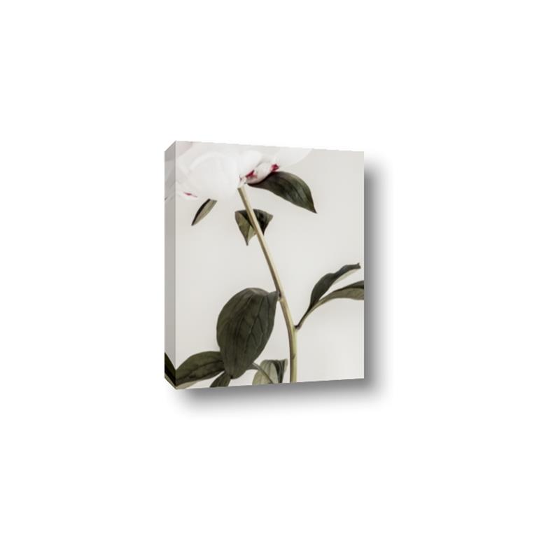 Picture of Romantic Blur Peony II _GroupedProduct_Rectangle_Portrait_Photography _GroupedProduct_Rectangle_Portrait_Canvas_