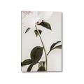 Picture of Romantic Blur Peony II _GroupedProduct_Rectangle_Portrait_Photography _GroupedProduct_Rectangle_Portrait_Canvas_