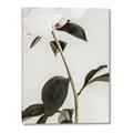 Picture of Romantic Blur Peony II _GroupedProduct_Rectangle_Portrait_Photography _GroupedProduct_Rectangle_Portrait_Canvas_