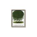 Picture of Kilmarnock Weeping Willow Tree Lithograph _GroupedProduct_Rectangle_Portrait_Canvas_Framed_