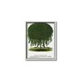 Picture of Kilmarnock Weeping Willow Tree Lithograph _GroupedProduct_Rectangle_Portrait_Canvas_Framed_