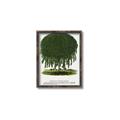 Picture of Kilmarnock Weeping Willow Tree Lithograph _GroupedProduct_Rectangle_Portrait_Canvas_Framed_