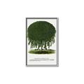 Picture of Kilmarnock Weeping Willow Tree Lithograph _GroupedProduct_Rectangle_Portrait_Canvas_Framed_