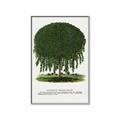 Picture of Kilmarnock Weeping Willow Tree Lithograph _GroupedProduct_Rectangle_Portrait_Canvas_Framed_