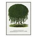 Picture of Kilmarnock Weeping Willow Tree Lithograph _GroupedProduct_Rectangle_Portrait_Canvas_Framed_
