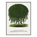 Picture of Kilmarnock Weeping Willow Tree Lithograph _GroupedProduct_Rectangle_Portrait_Canvas_Framed_