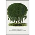 Picture of Kilmarnock Weeping Willow Tree Lithograph _GroupedProduct_Rectangle_Portrait_Canvas_Framed_