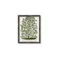 Picture of Hardy Magnolia Tree Lithograph _GroupedProduct_Rectangle_Portrait_Canvas_Framed_