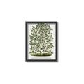 Picture of Hardy Magnolia Tree Lithograph _GroupedProduct_Rectangle_Portrait_Canvas_Framed_