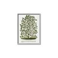 Picture of Hardy Magnolia Tree Lithograph _GroupedProduct_Rectangle_Portrait_Canvas_Framed_