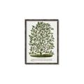 Picture of Hardy Magnolia Tree Lithograph _GroupedProduct_Rectangle_Portrait_Canvas_Framed_