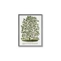 Picture of Hardy Magnolia Tree Lithograph _GroupedProduct_Rectangle_Portrait_Canvas_Framed_